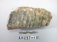 藏品(植物化石)的圖片